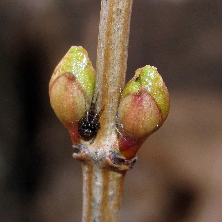 Image of Viburnum opulus specimen.