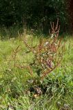 Rumex sylvestris. Плодоносящее растение на залежи. Белоруссия, Витебская обл., пос. Езерище, сухой луг. 19.08.2015.