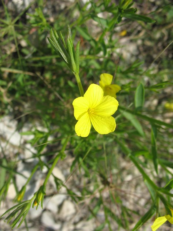 Image of Linum nodiflorum specimen.