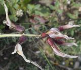 Astragalus suberosus ssp. haarbachii
