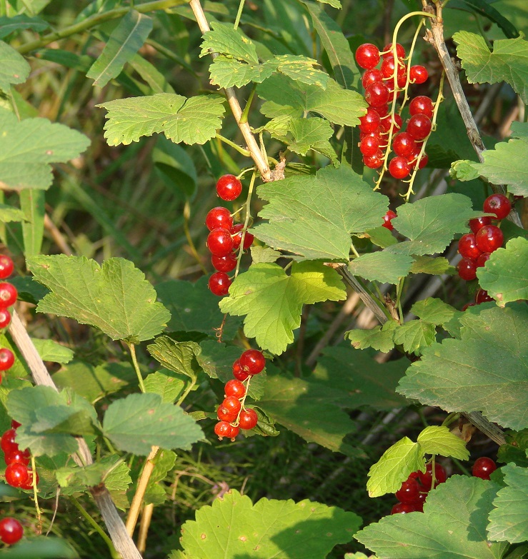 Image of Ribes rubrum specimen.