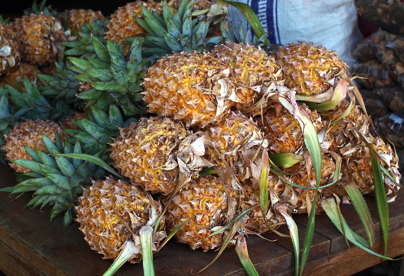 Image of Ananas comosus specimen.