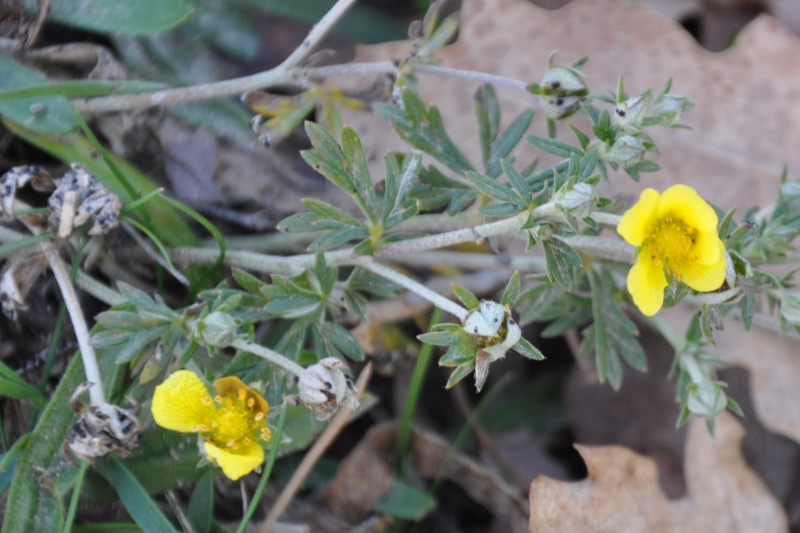 Image of genus Potentilla specimen.