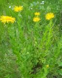 Inula orientalis