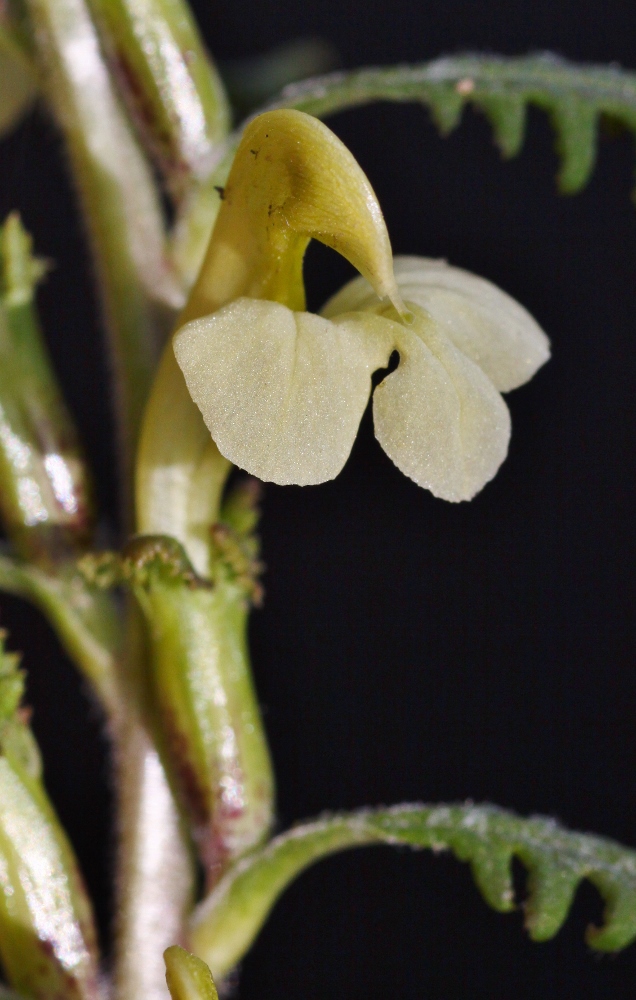 Image of Pedicularis mandshurica specimen.