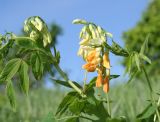 Lathyrus gmelinii