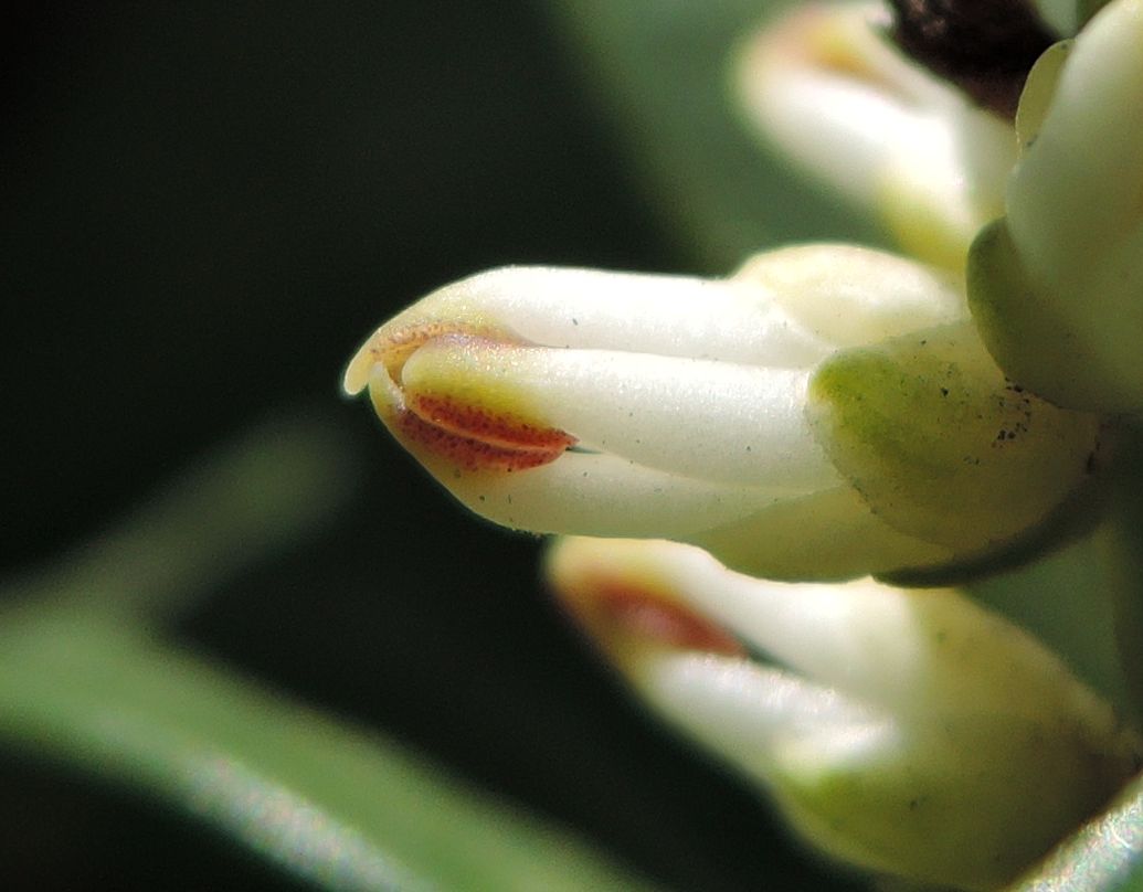 Изображение особи Pachysandra terminalis.