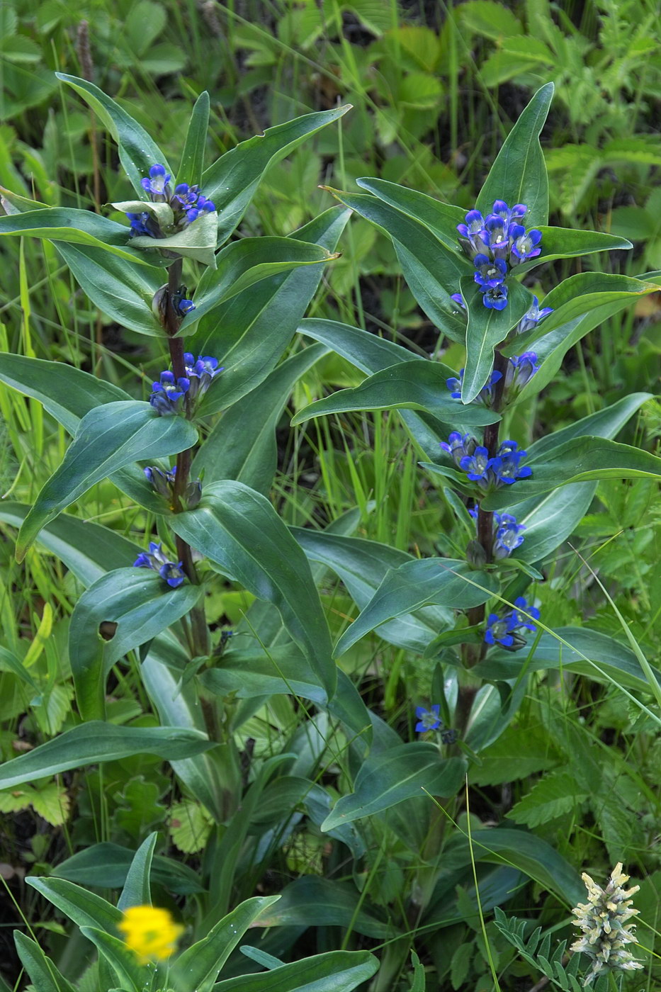 Image of Gentiana cruciata specimen.