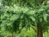 Ginkgo biloba. Часть кроны. Германия, г. Мюнстер, университетский парк (Schlossgarten). Июль 2014 г.