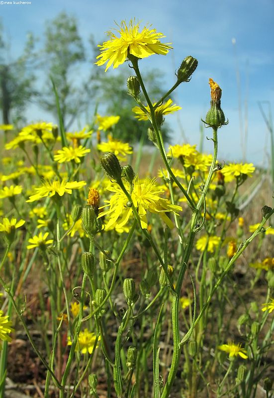 Image of Crepis tectorum specimen.