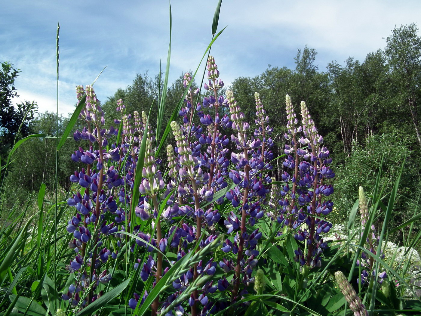 Image of Lupinus polyphyllus specimen.