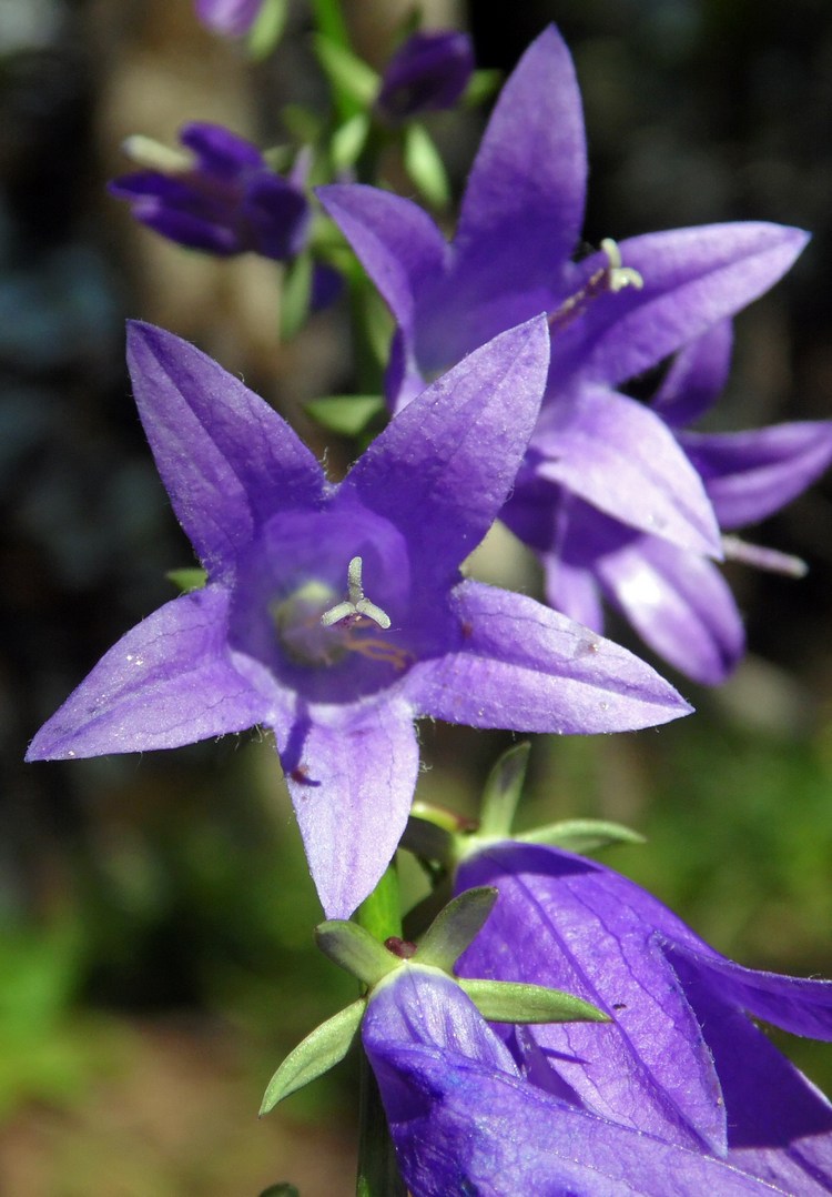 Изображение особи Campanula rapunculoides.