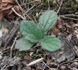 Ajuga orientalis. Молодой побег. Краснодарский край, Абинский р-н, склон горы Западный Папай, ок. 700 м н.у.м., каменистая степь, у деревьев. 02.09.2016.