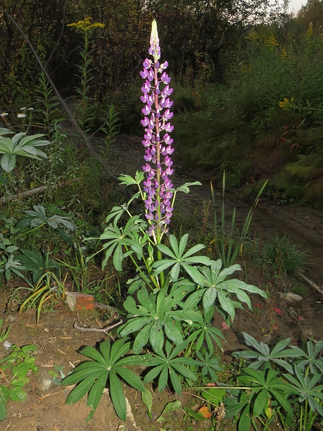 Image of Lupinus polyphyllus specimen.