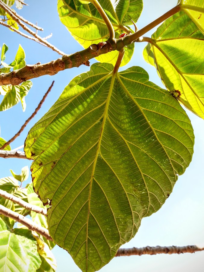 Изображение особи Ficus auriculata.