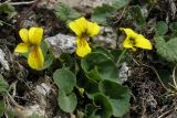 Viola biflora