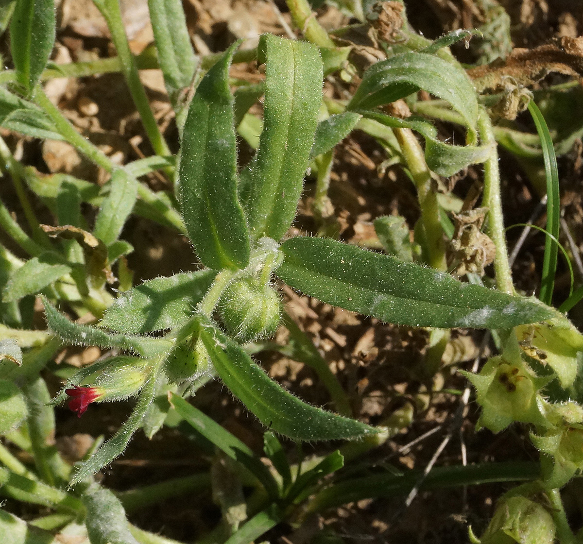 Image of Nonea caspica specimen.