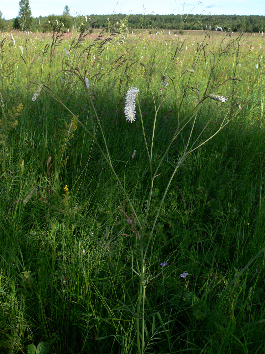 Image of Sanguisorba parviflora specimen.