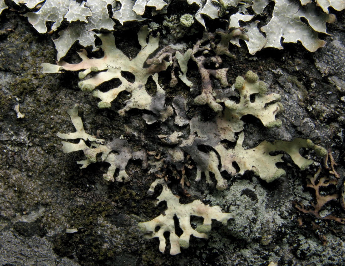 Image of Hypotrachyna sinuosa specimen.