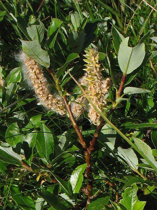 Изображение особи Salix rhaetica.