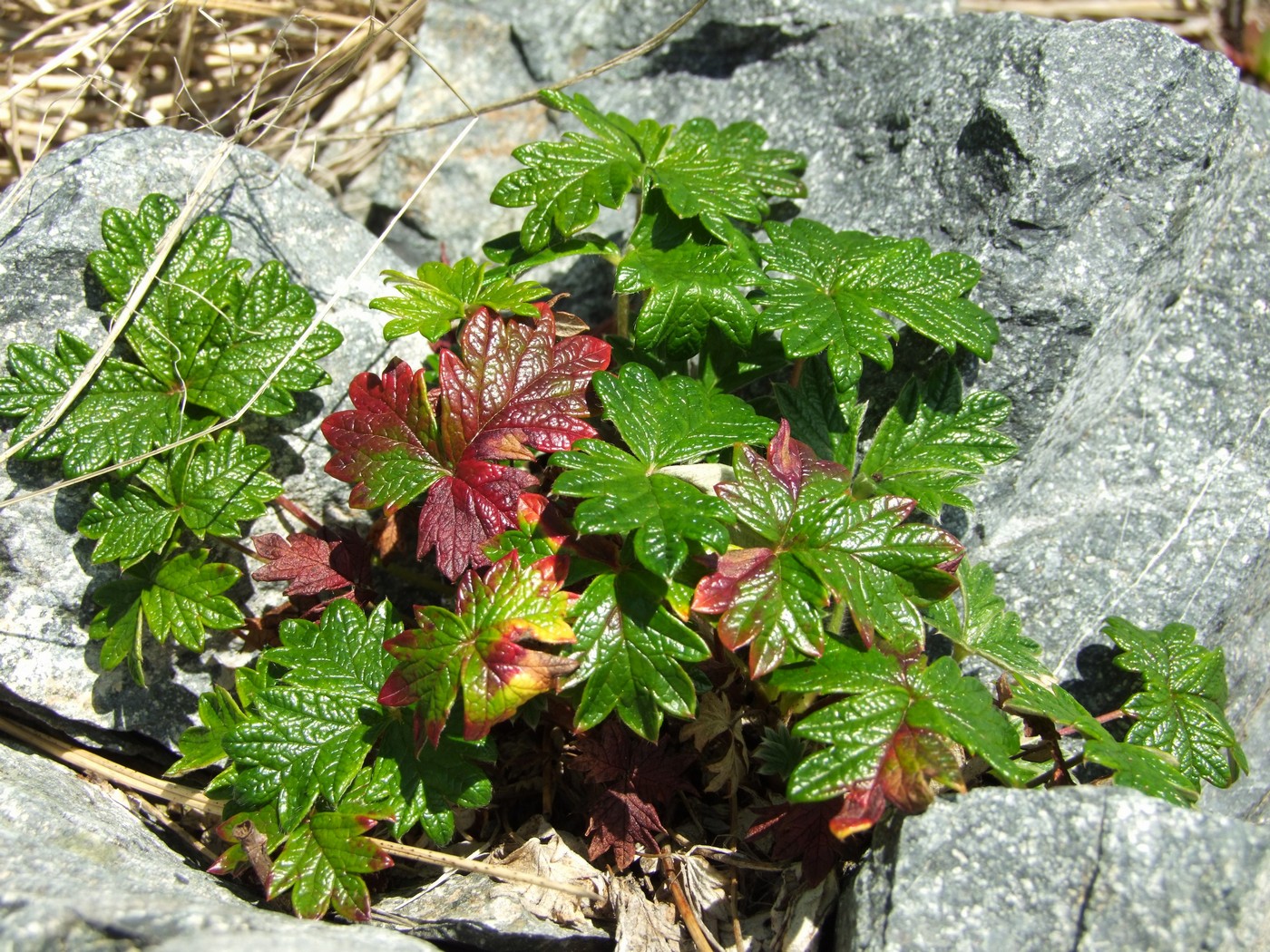 Изображение особи Potentilla rupifraga.