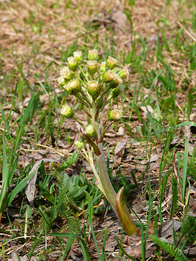 Image of Petasites spurius specimen.