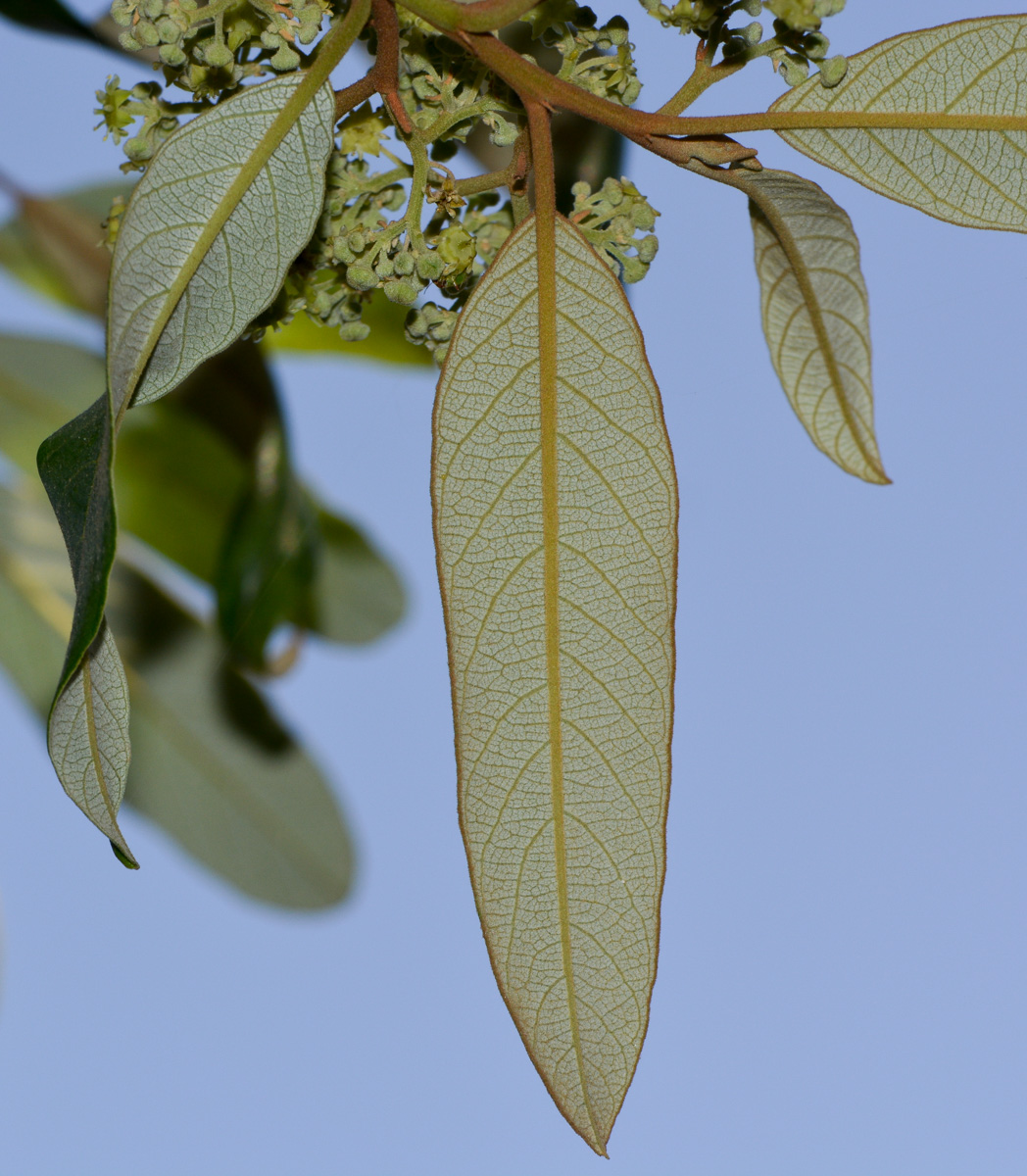 Image of Alphitonia excelsa specimen.