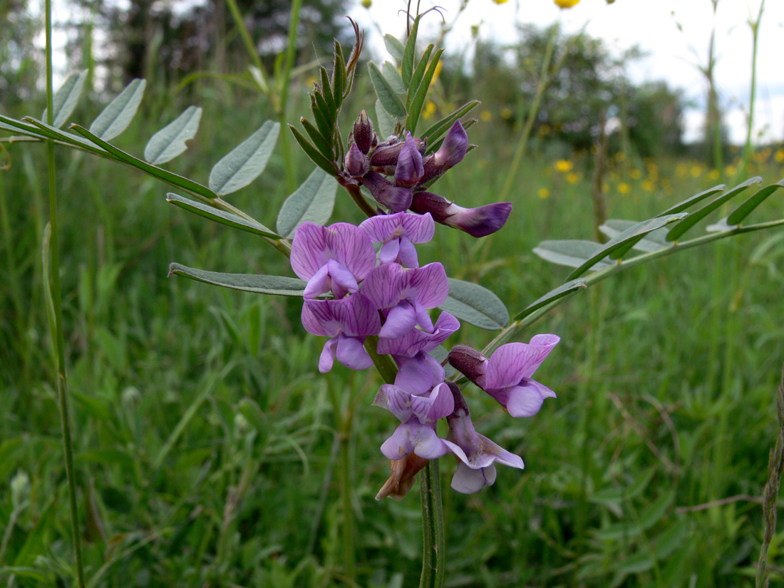 Изображение особи Vicia sepium.