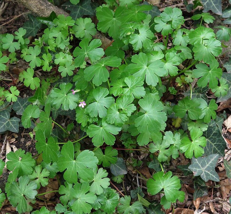 Image of Geranium lucidum specimen.