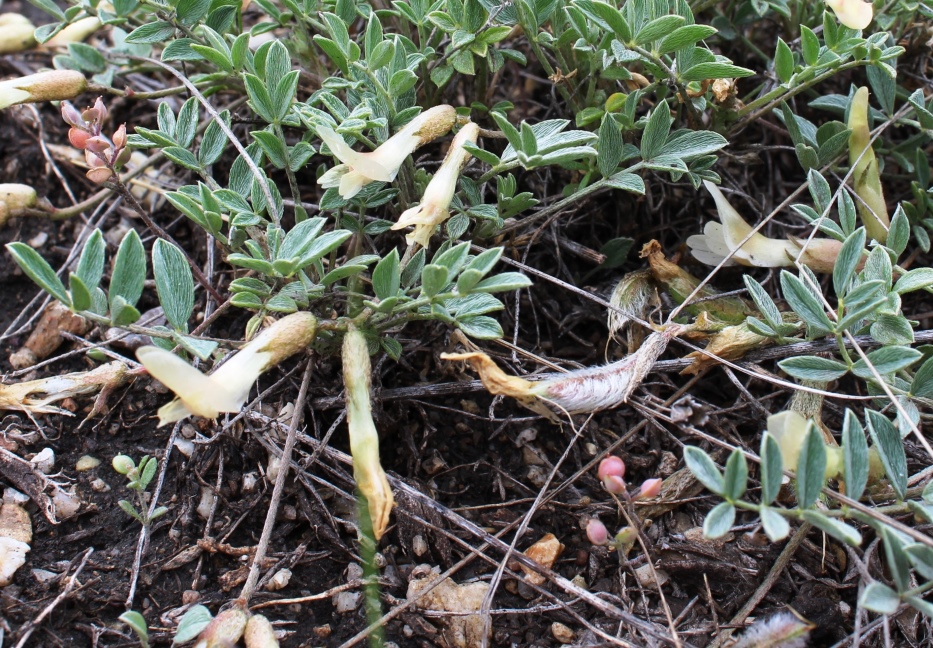 Изображение особи Astragalus depauperatus.