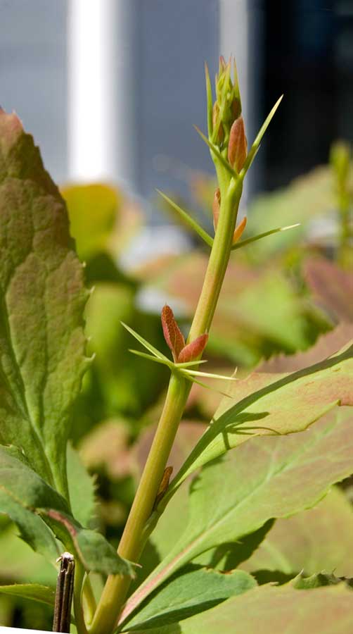 Image of genus Berberis specimen.