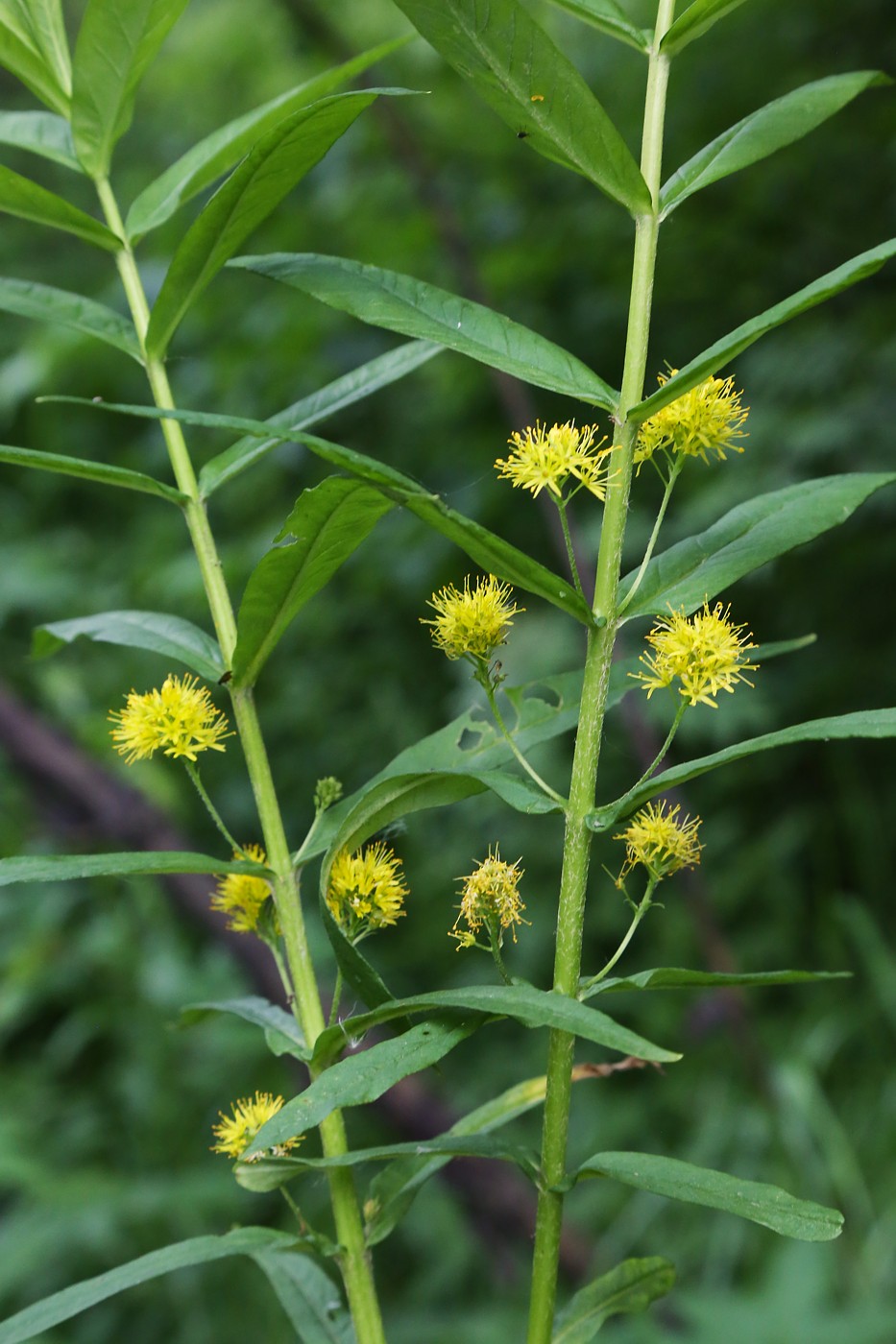 Image of Naumburgia thyrsiflora specimen.