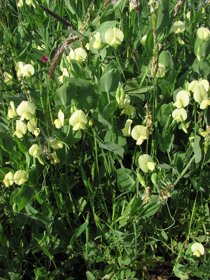 Изображение особи Lathyrus aphaca.