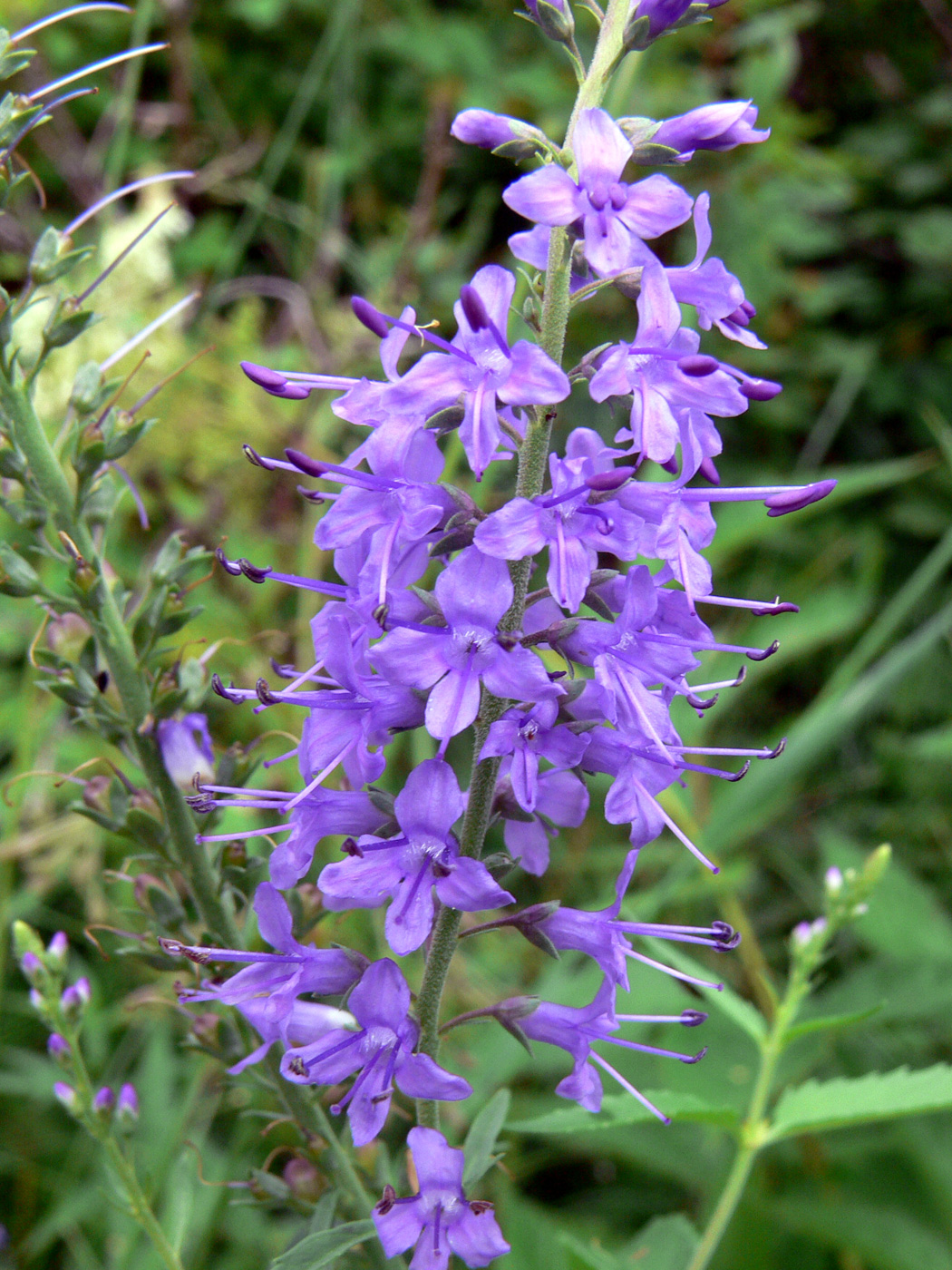 Image of Veronica longifolia specimen.