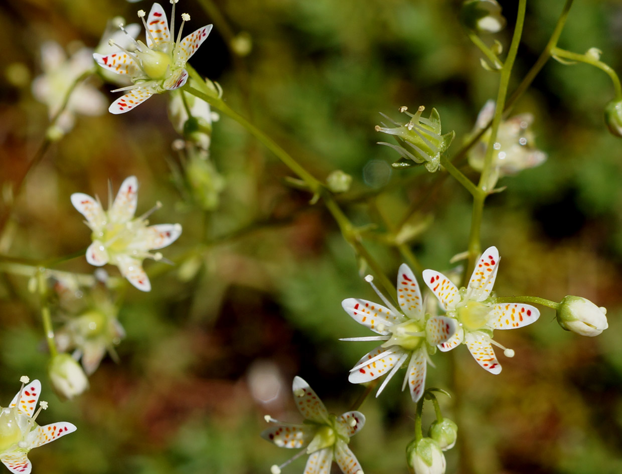 Изображение особи Saxifraga spinulosa.