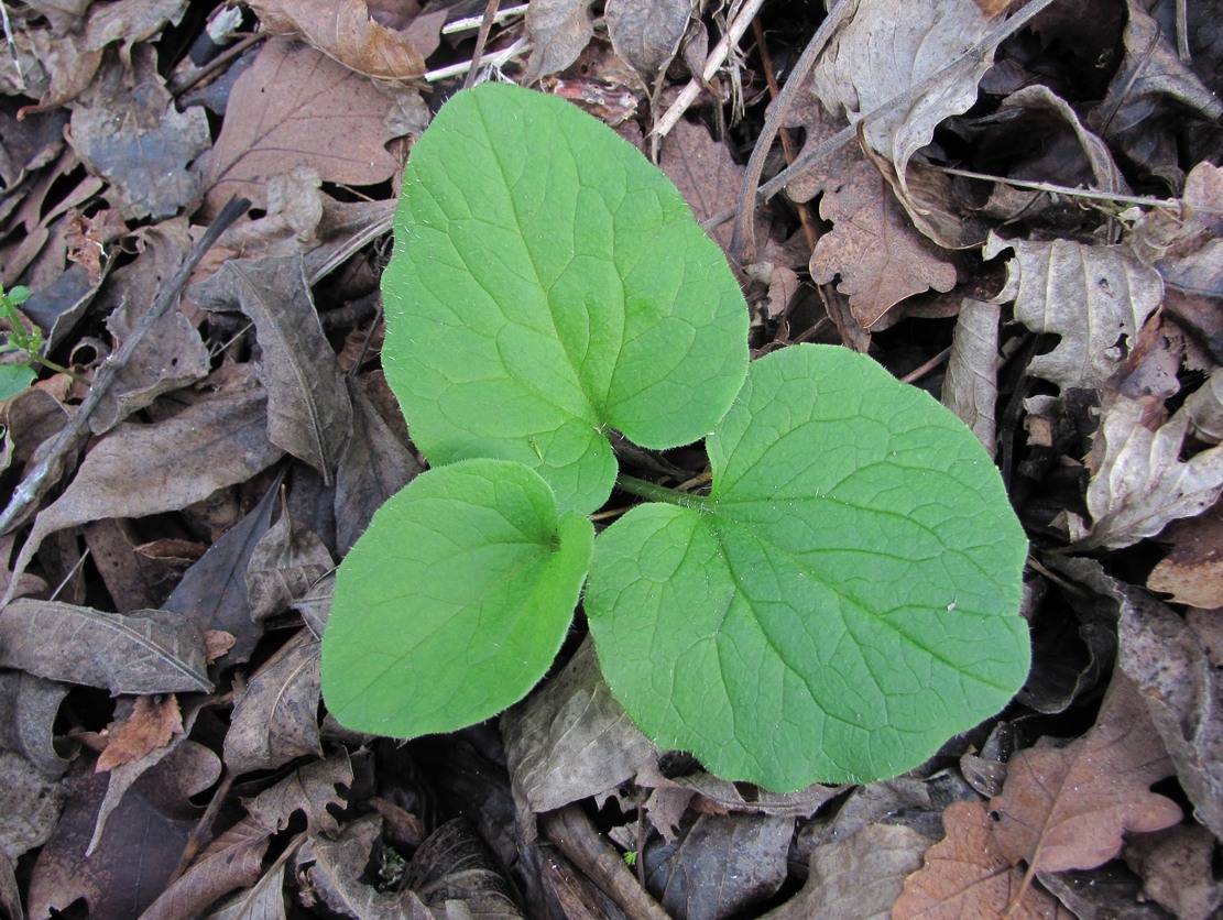 Изображение особи Doronicum orientale.