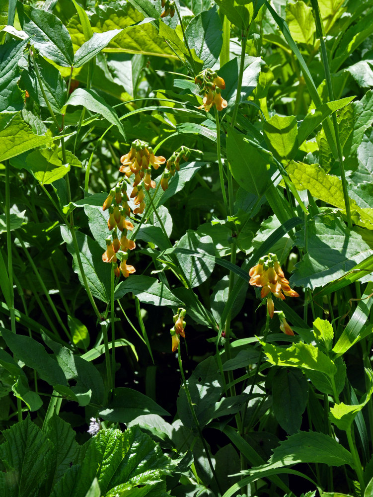 Image of Lathyrus aureus specimen.