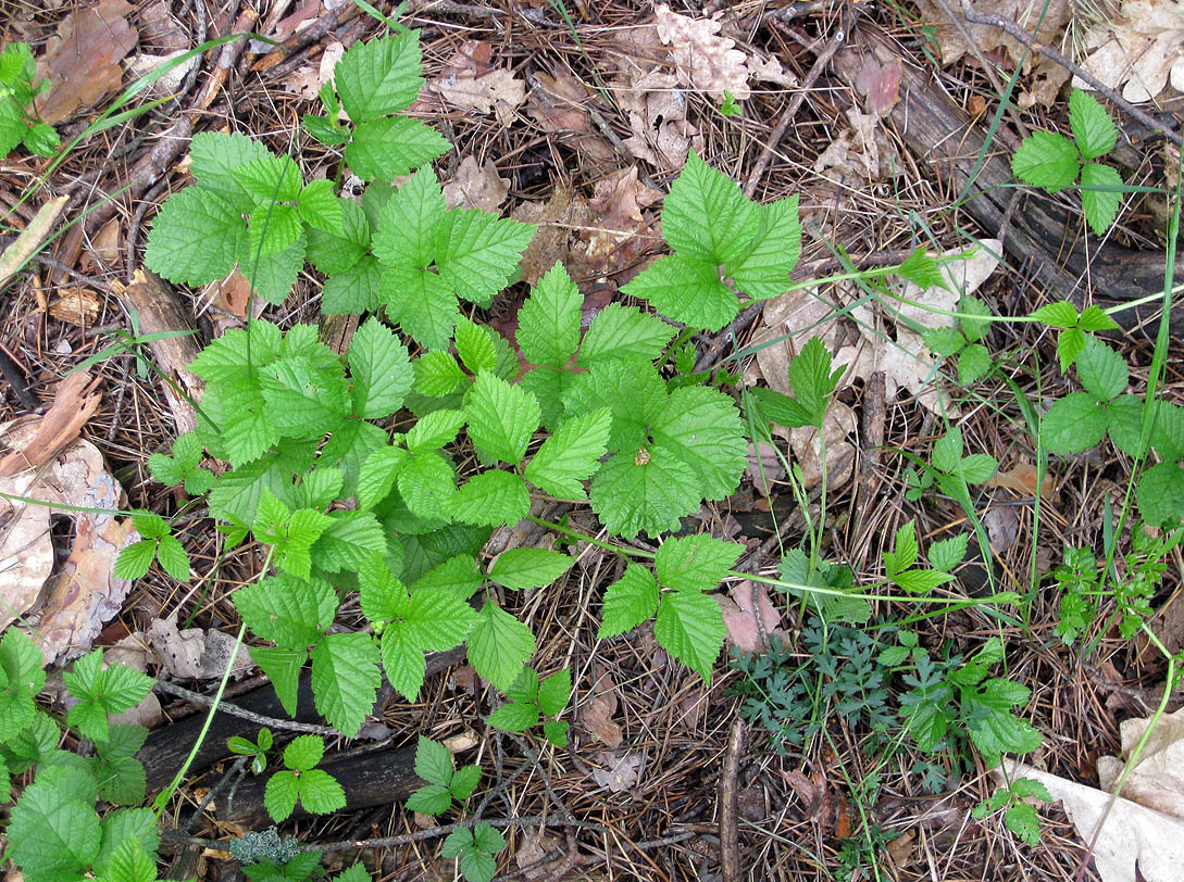 Image of Rubus saxatilis specimen.