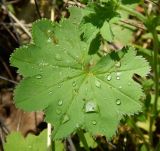 род Alchemilla