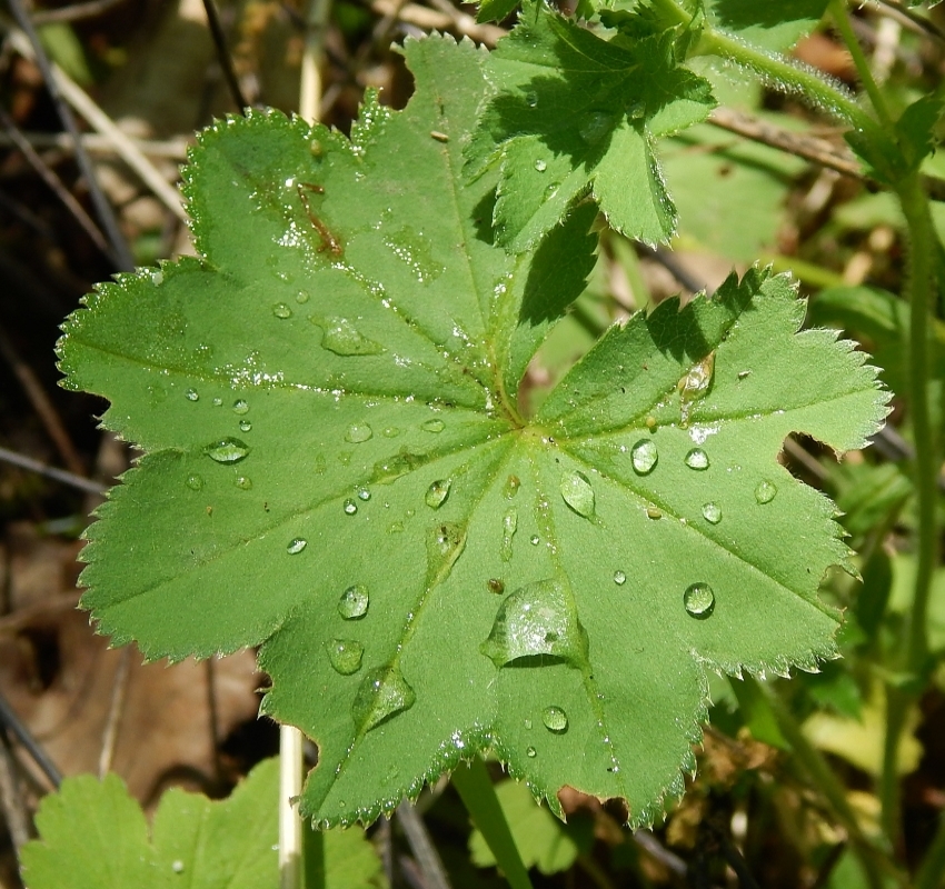 Image of genus Alchemilla specimen.