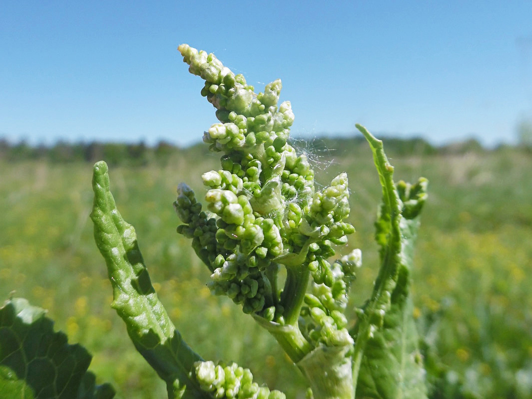 Image of Rumex confertus specimen.