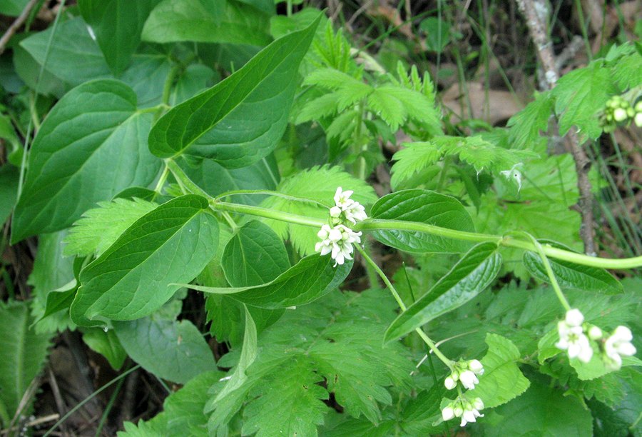 Image of Vincetoxicum hirundinaria specimen.