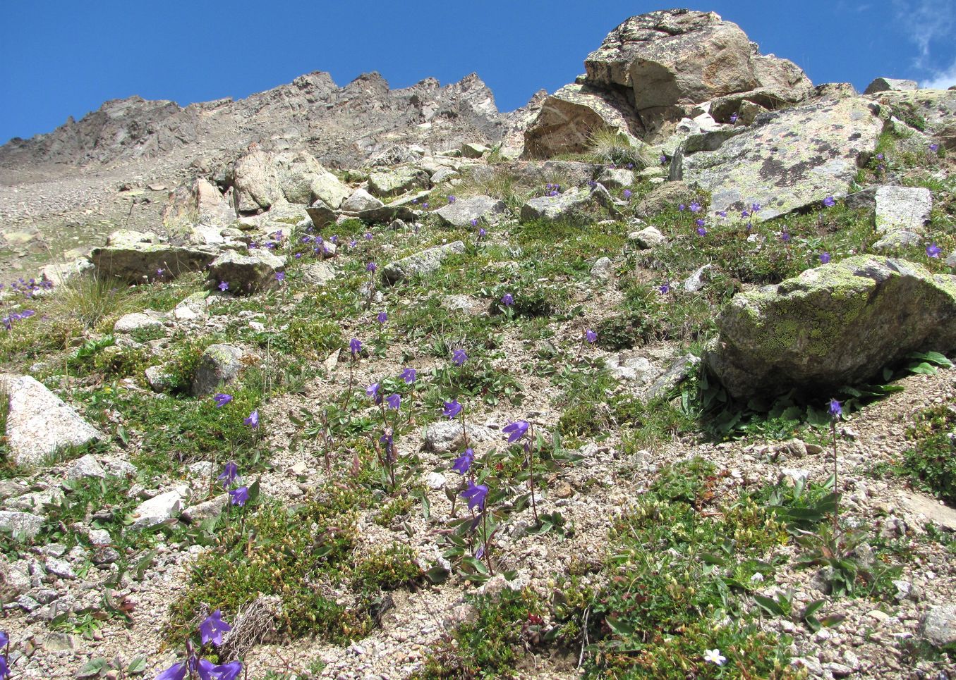 Image of Campanula collina specimen.