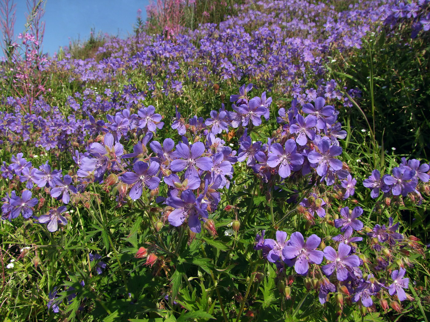 Image of Geranium pratense specimen.