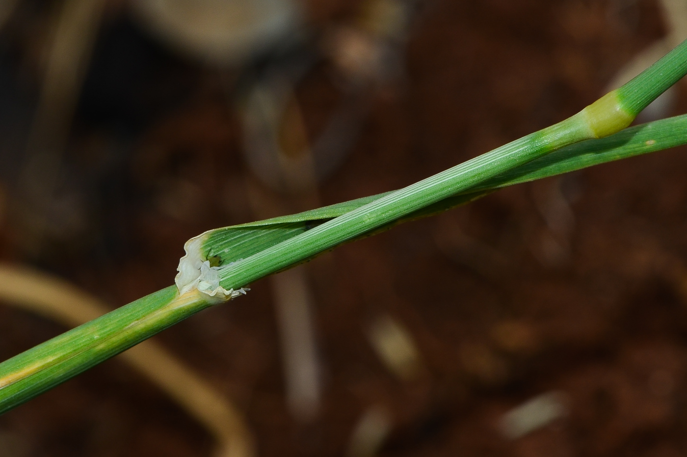 Image of Phalaris brachystachys specimen.