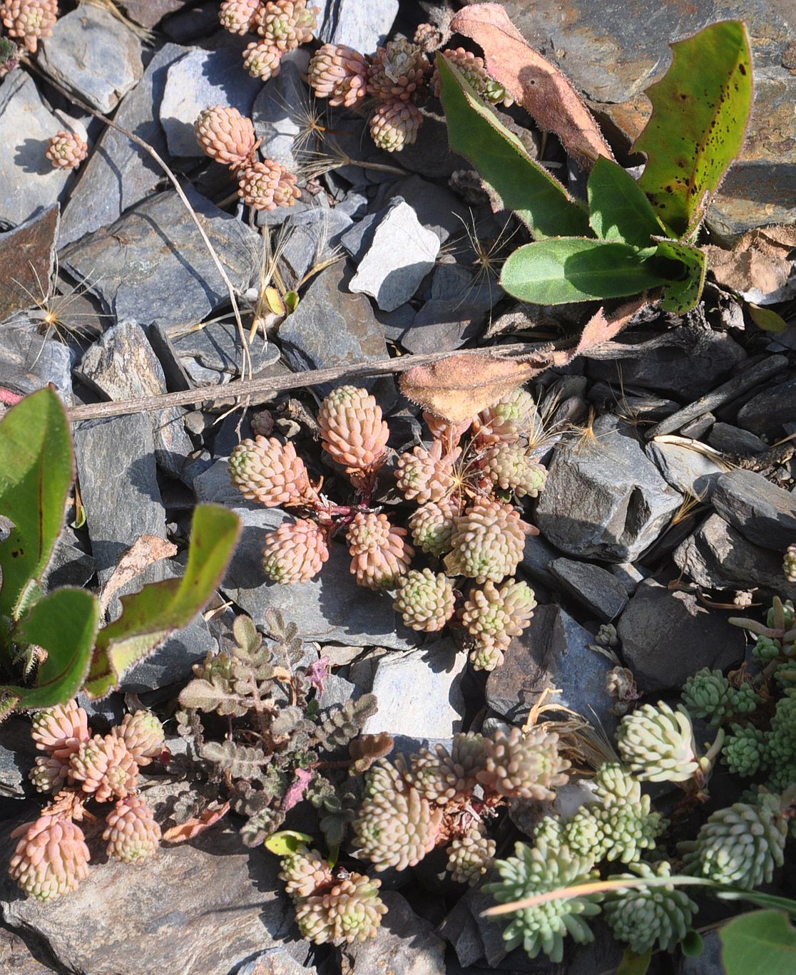 Image of genus Sedum specimen.