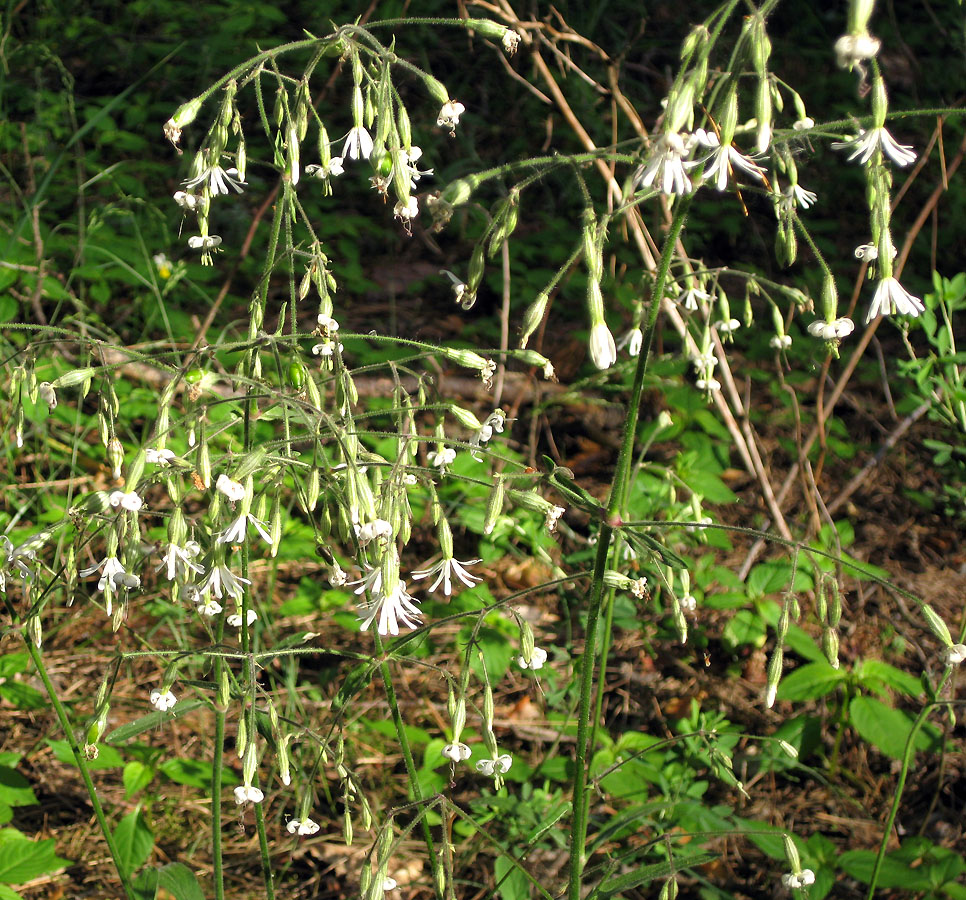 Image of Silene nutans specimen.