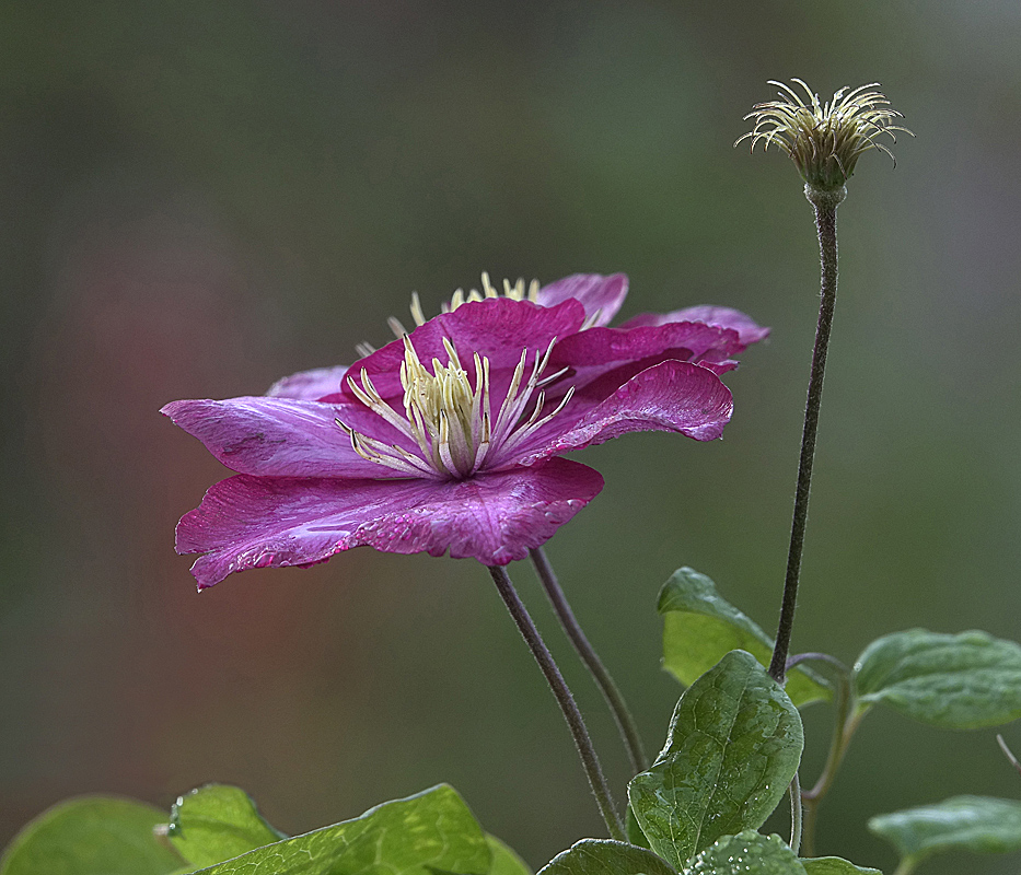 Image of Clematis &times; jackmanii specimen.