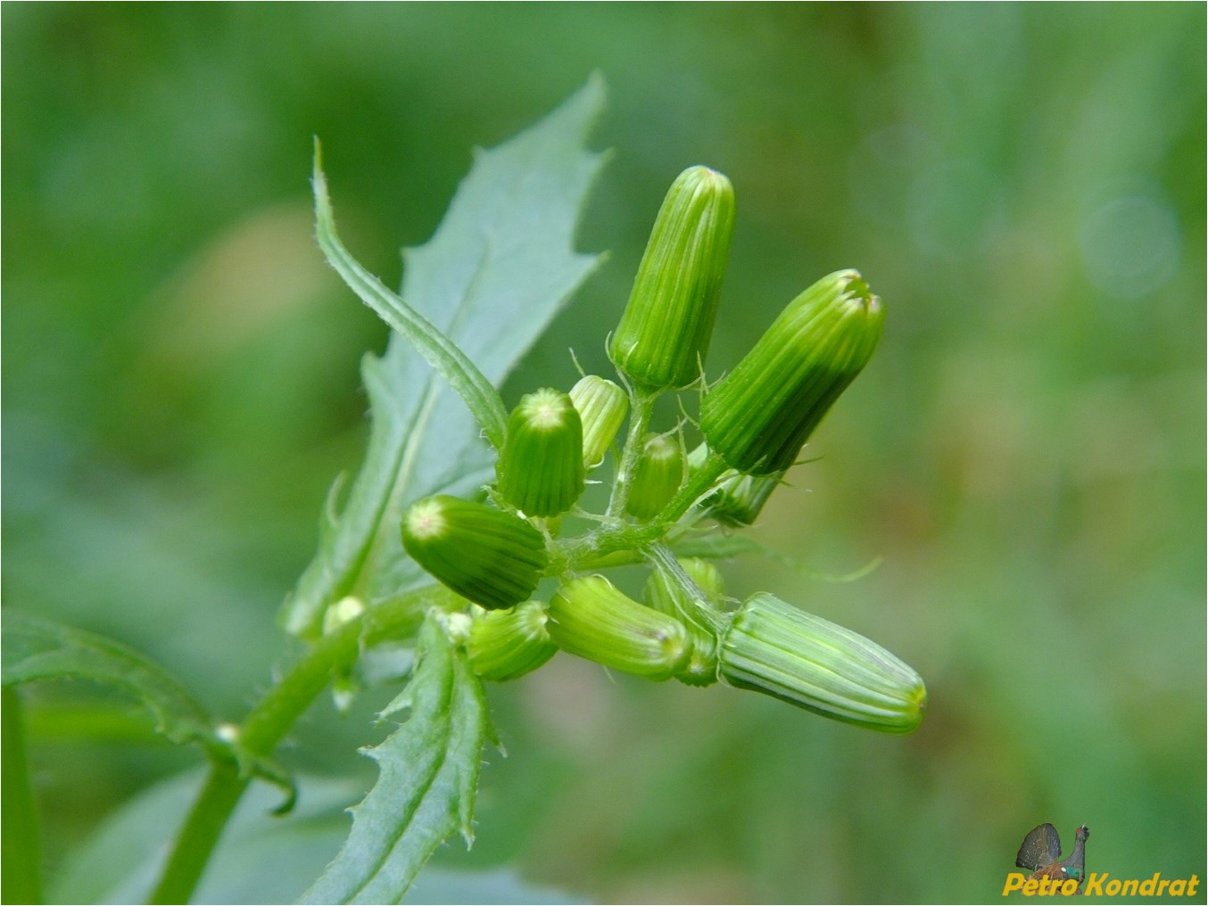 Изображение особи Erechtites hieraciifolius.