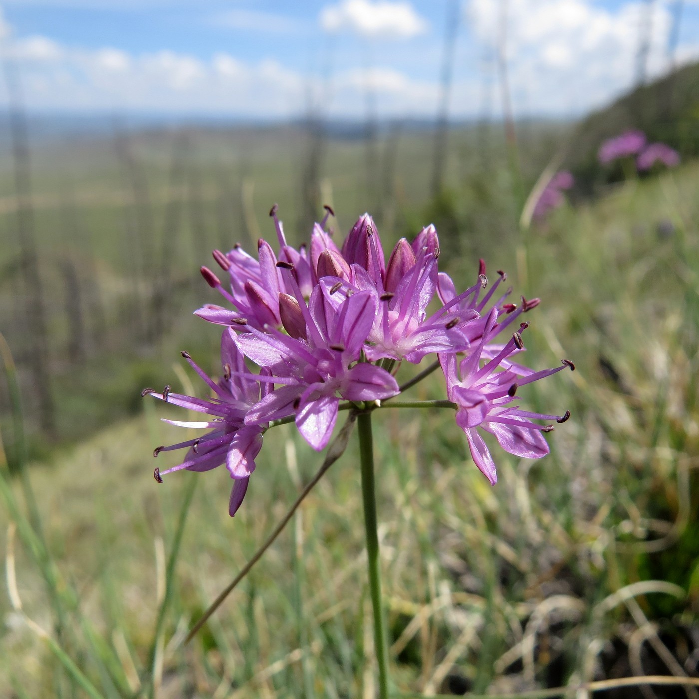 Image of Allium eduardii specimen.